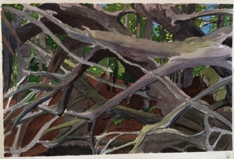 Maine woods Maine woods